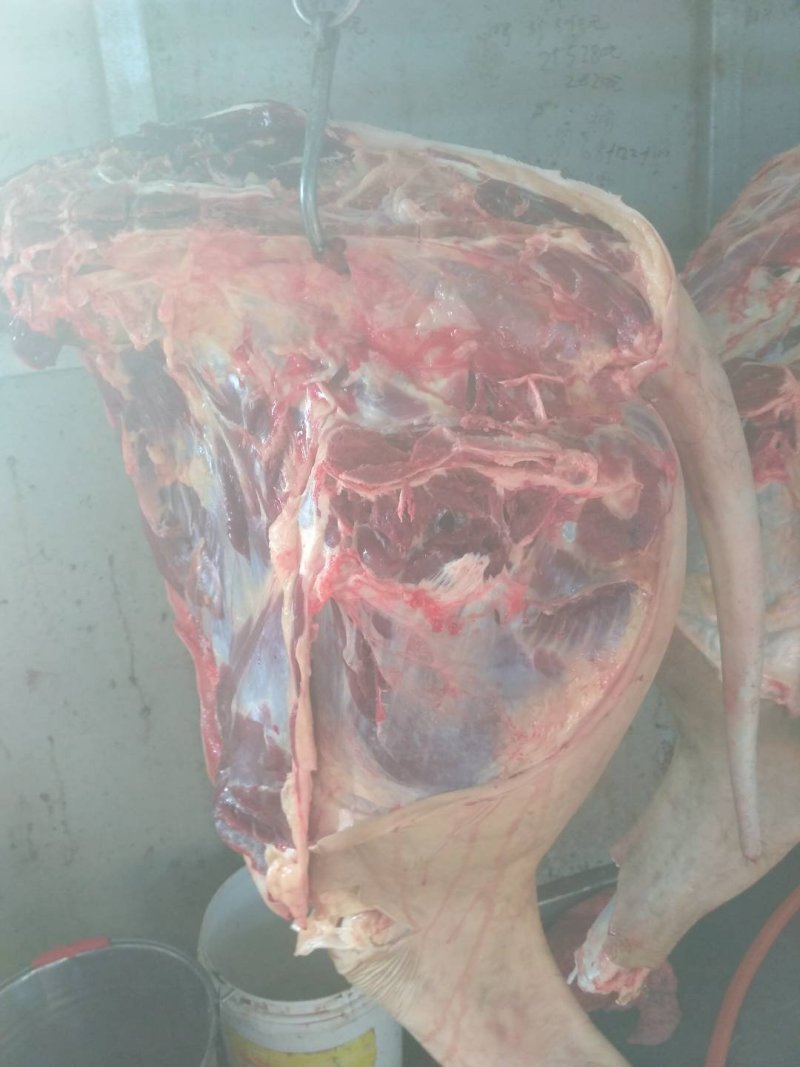 新鲜驴肉，驴肉五分体，带皮驴肉，