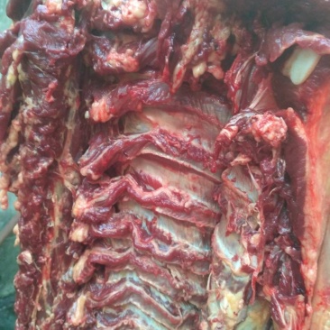 新鲜驴肉，驴肉五分体，带皮驴肉，