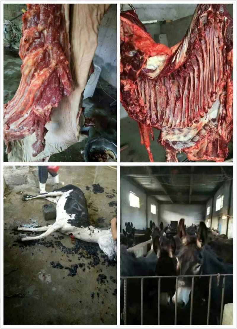 新鲜驴肉，驴肉五分体，带皮驴肉，