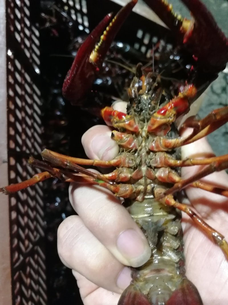洪湖精品鲜活小龙虾大红789大量批发销售，
