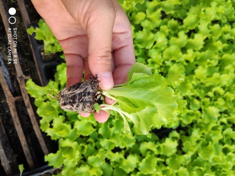 进口美国大速生生菜苗穴盘生菜苗意大利球生菜全年耐抽薹