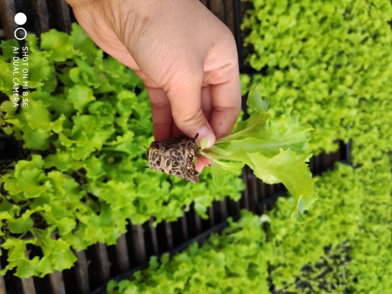 进口美国大速生生菜苗穴盘生菜苗意大利球生菜全年耐抽薹