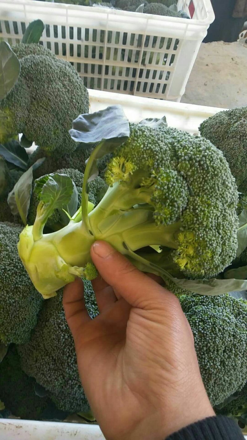 西蓝花颜色好看鲜亮