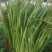 石家庄陆地韭菜二茬种植基地老王韭菜代收可视频看货