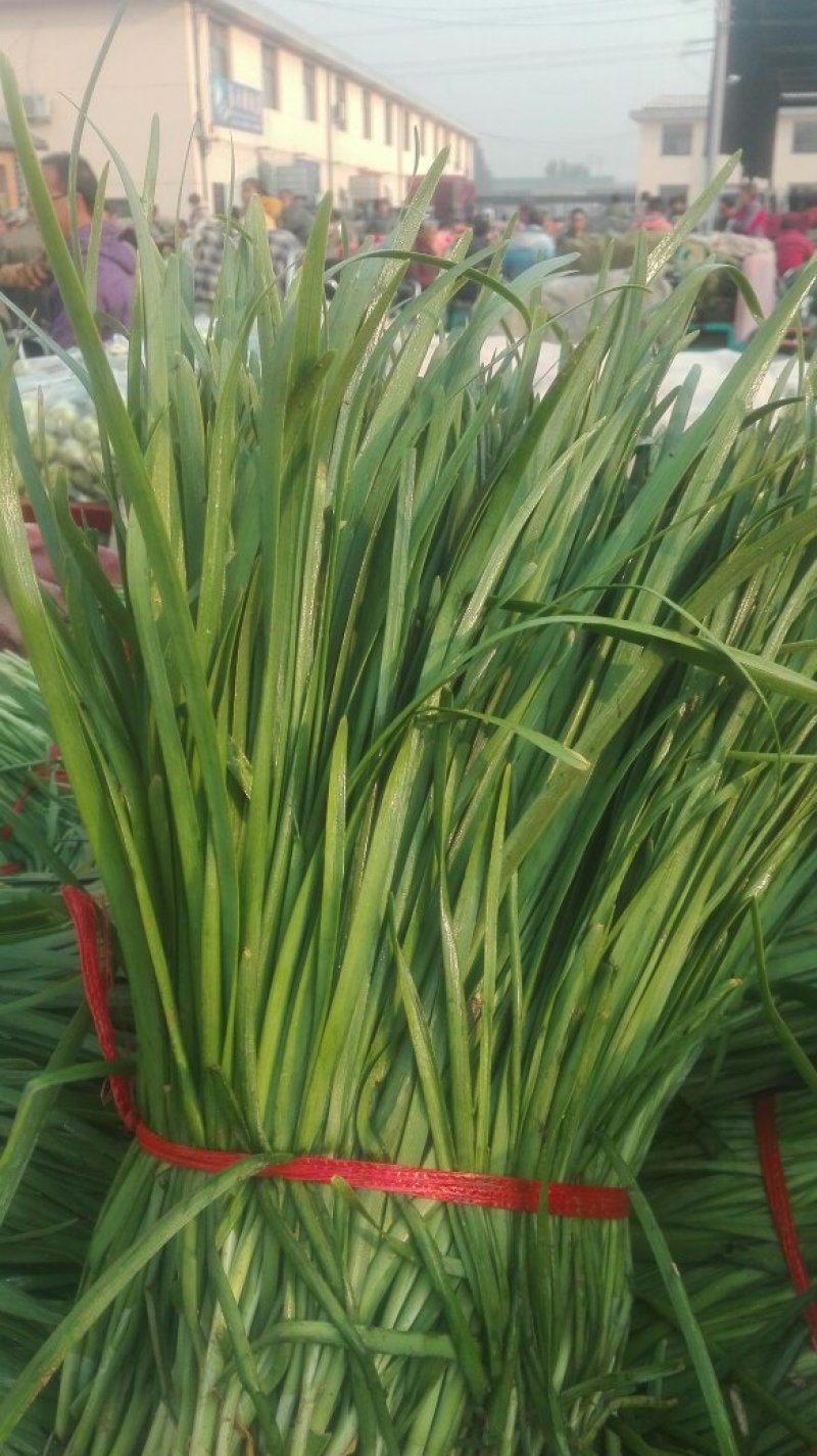 石家庄陆地韭菜二茬种植基地老王韭菜代收可视频看货