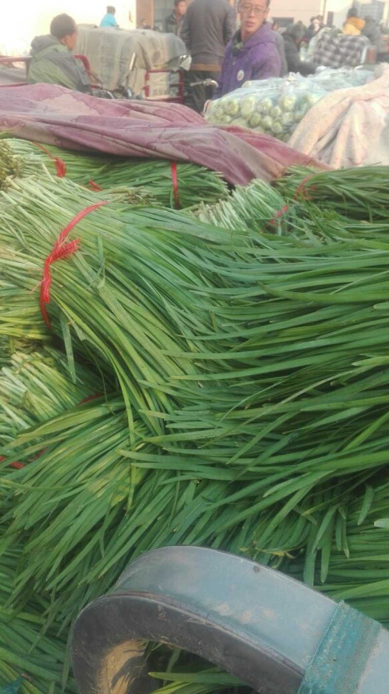 石家庄陆地韭菜二茬种植基地老王韭菜代收可视频看货