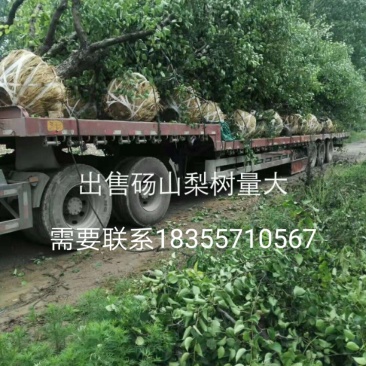 桃树梨树