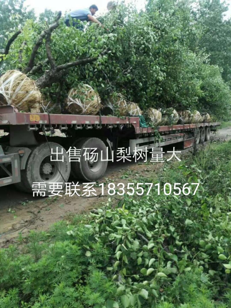 桃树梨树