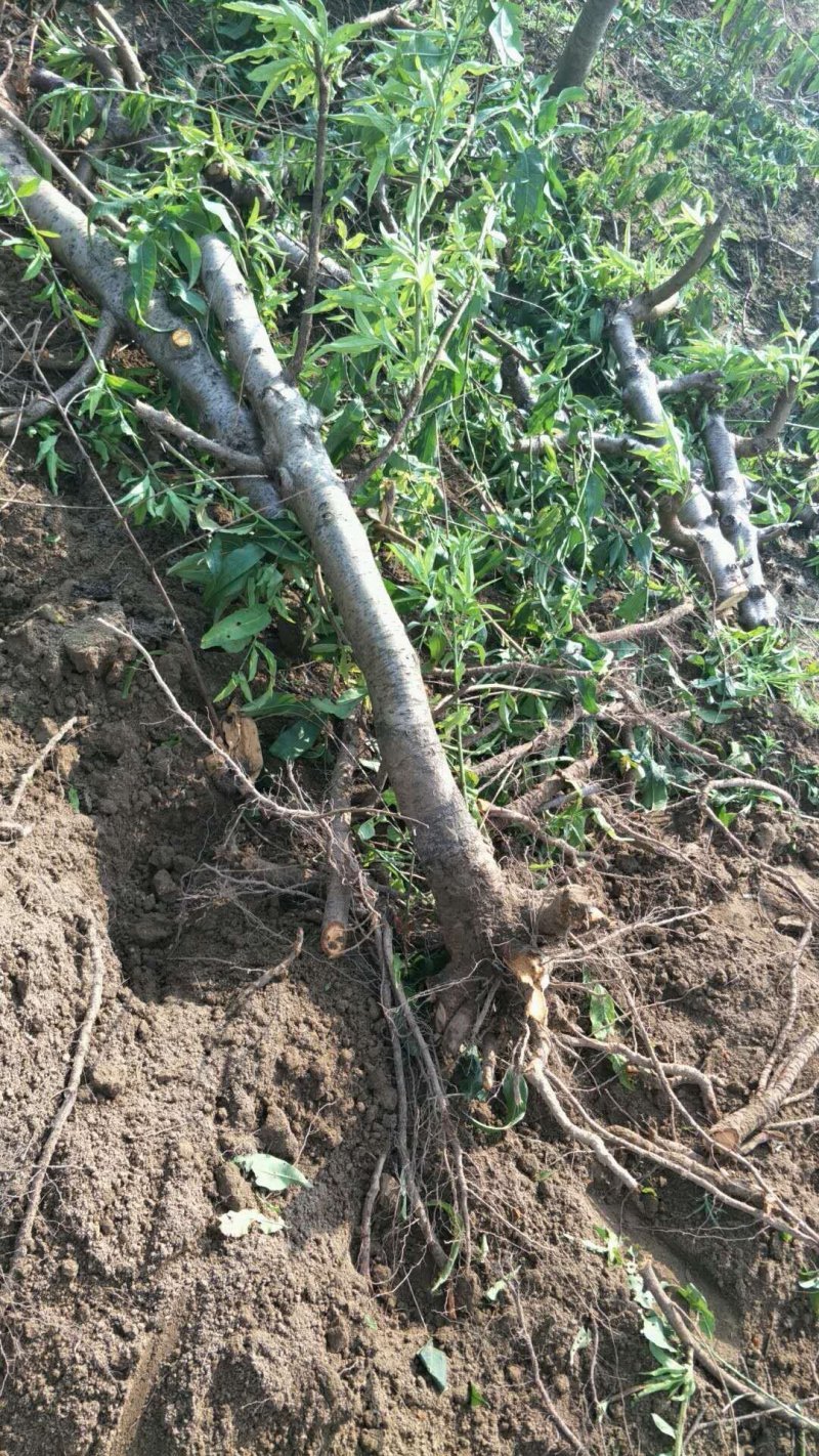 桃树梨树