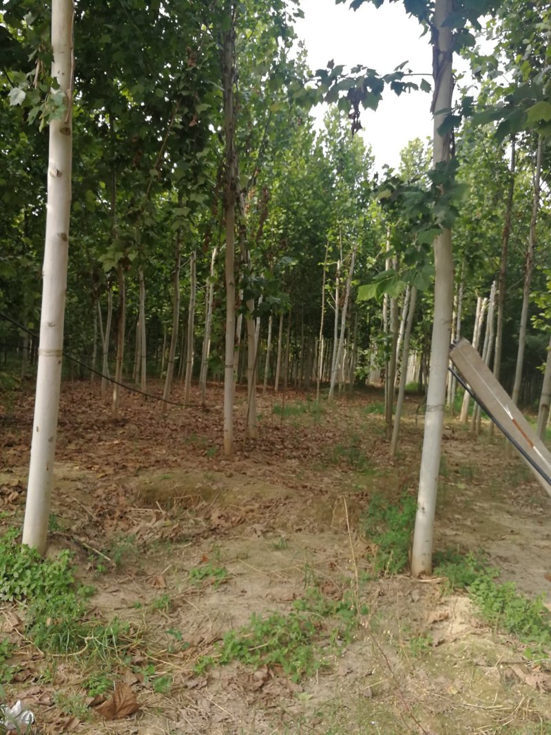桃树梨树