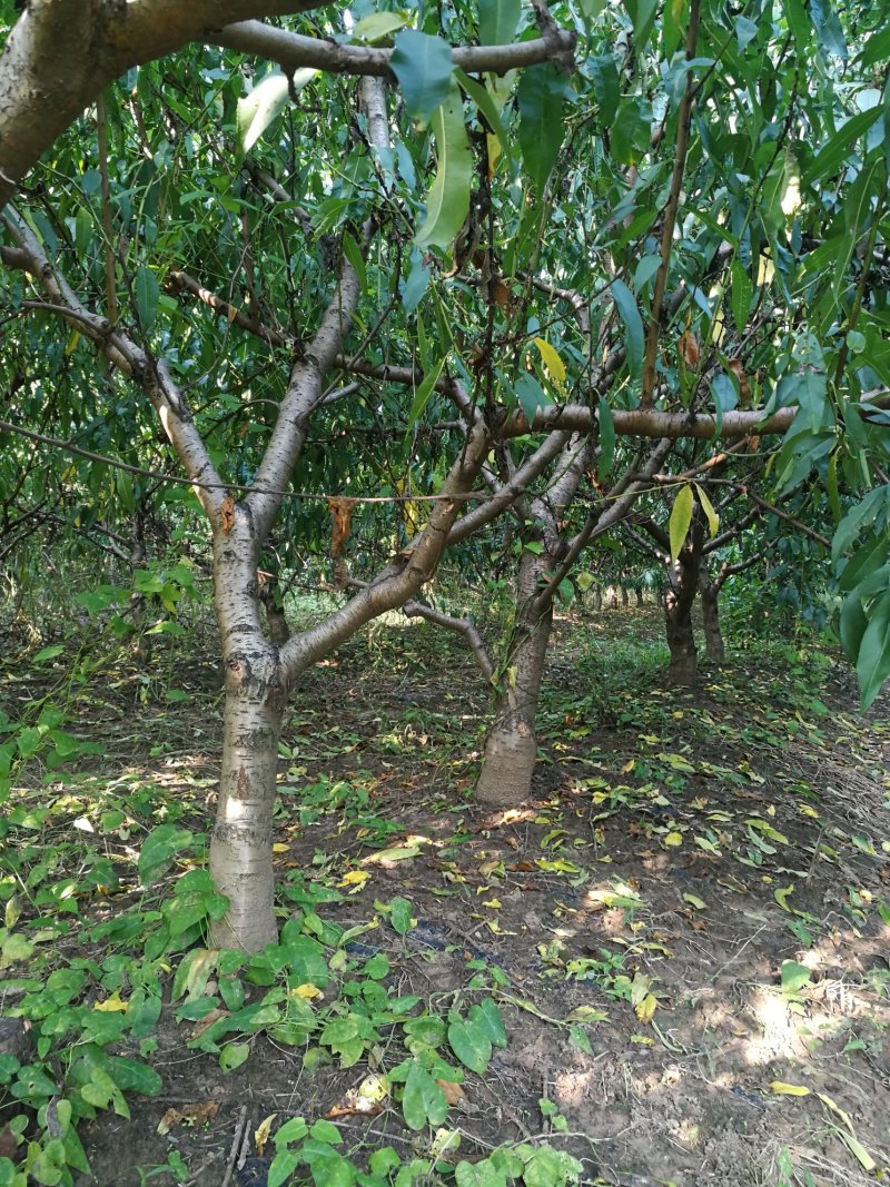 桃树梨树