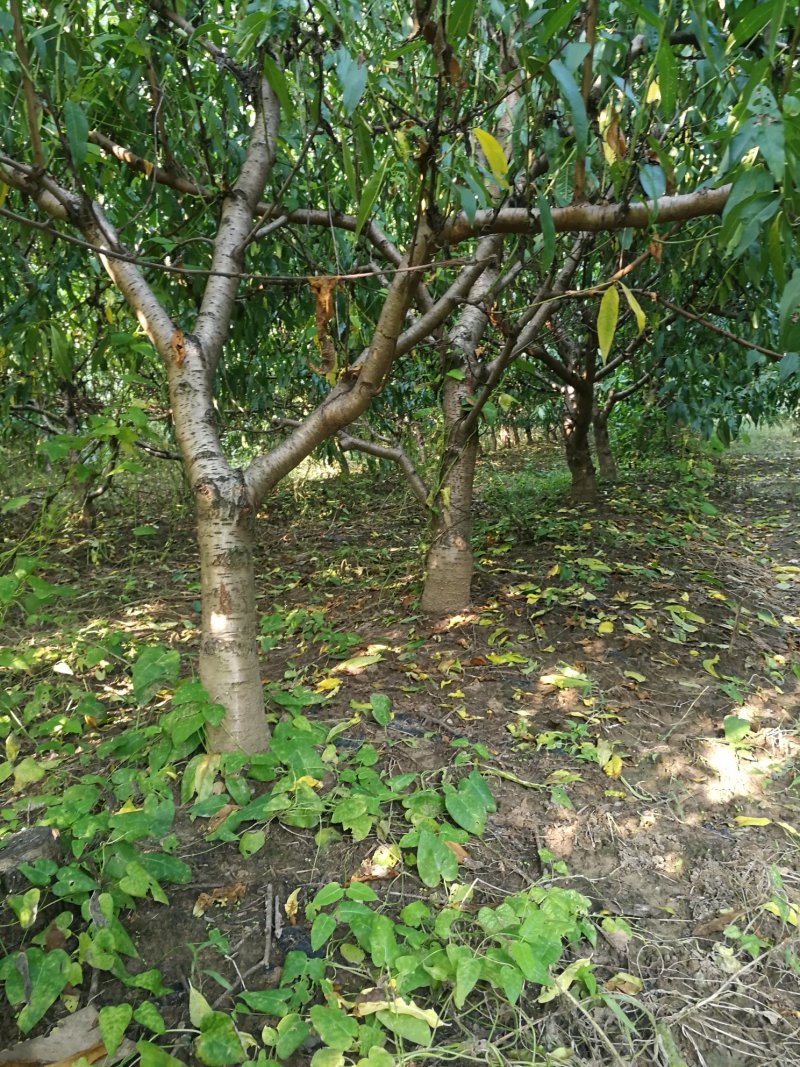 桃树梨树
