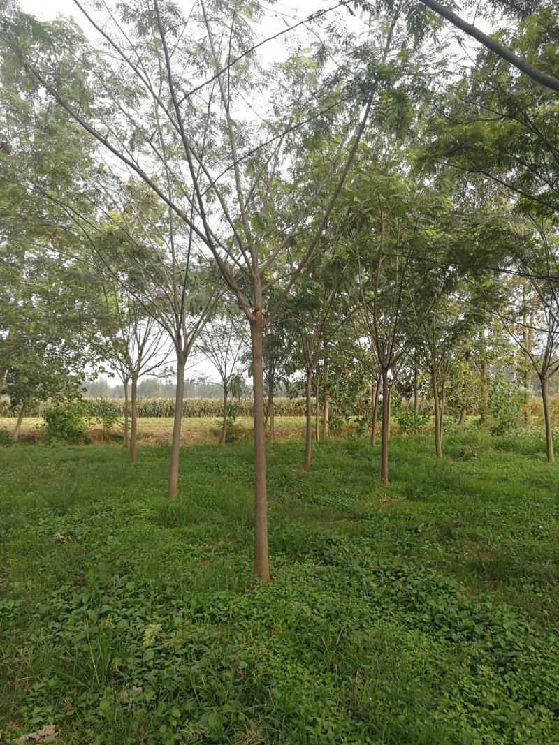桃树梨树