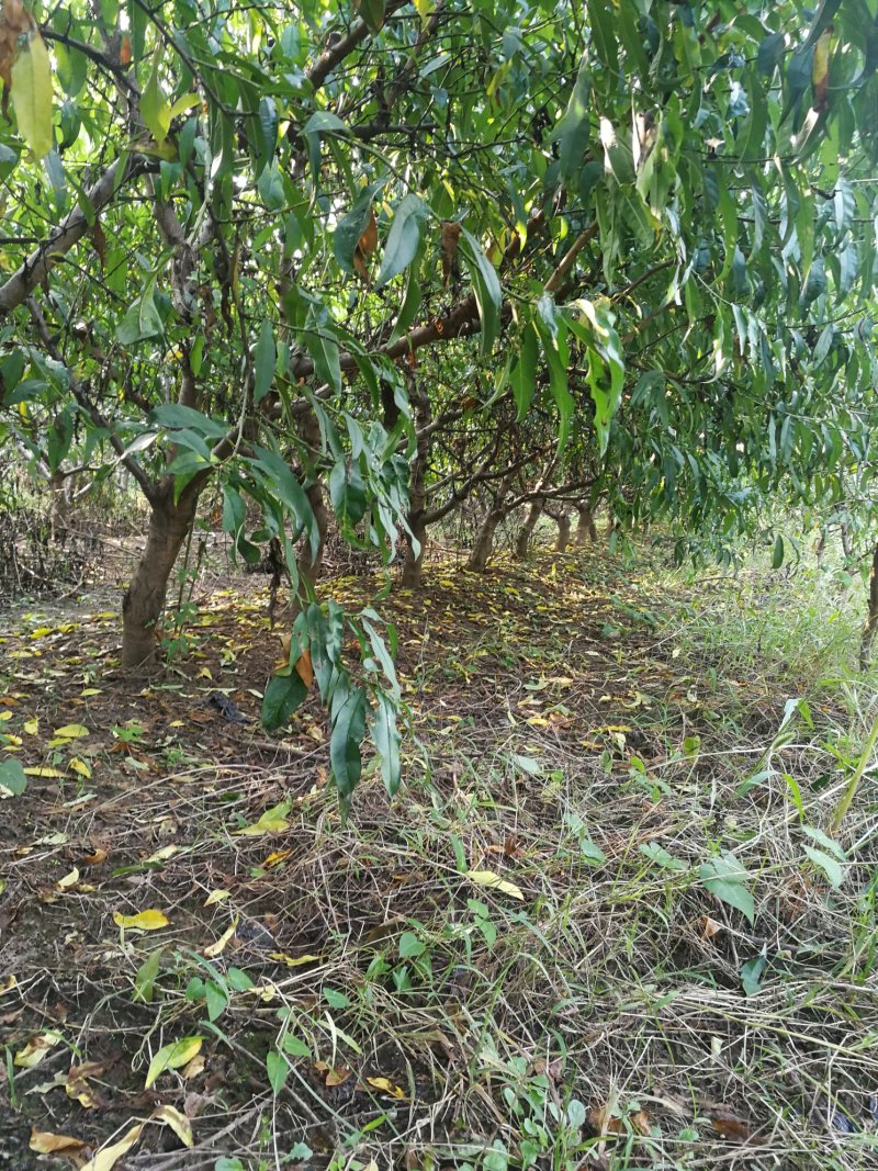 桃树梨树