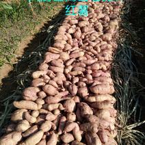高山老品种红薯耐储存