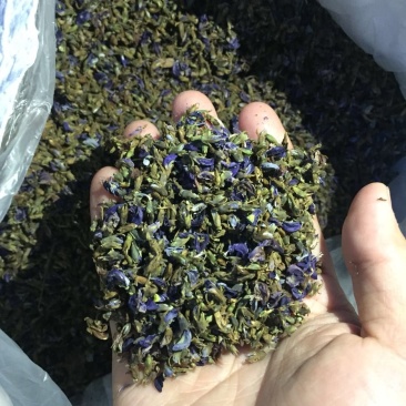 葛花小葛花