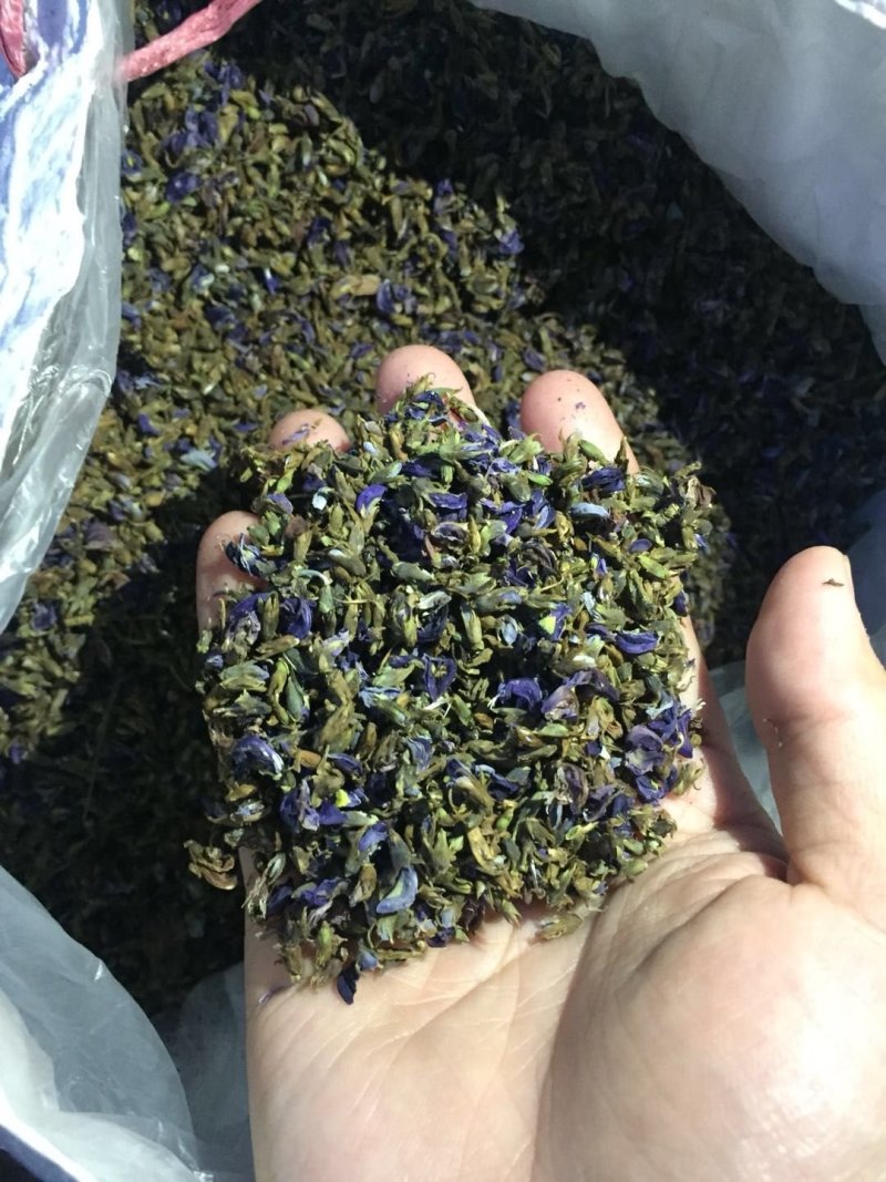 葛花小葛花