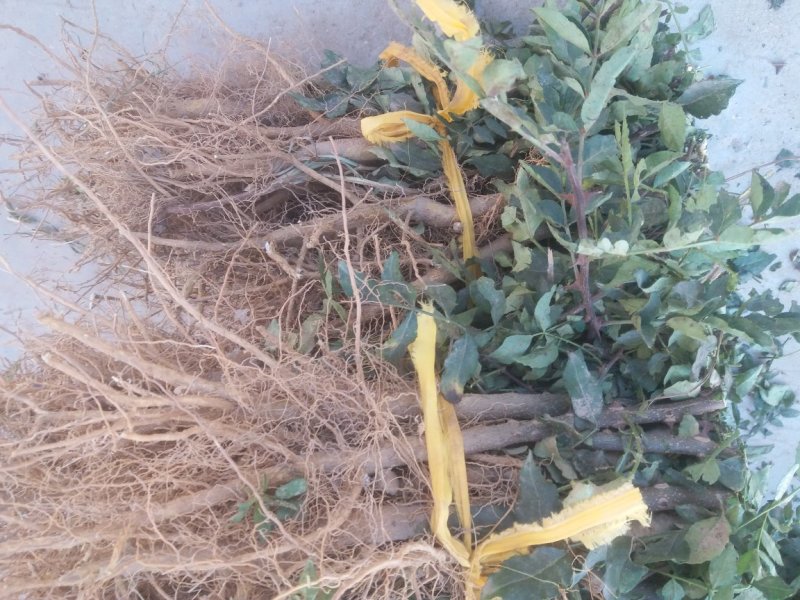 大红袍花椒树苗，规格齐全，河南货源，全国发货配送