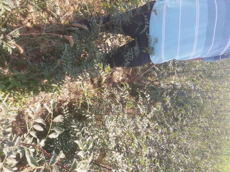 大红袍花椒树苗，规格齐全，河南货源，全国发货配送