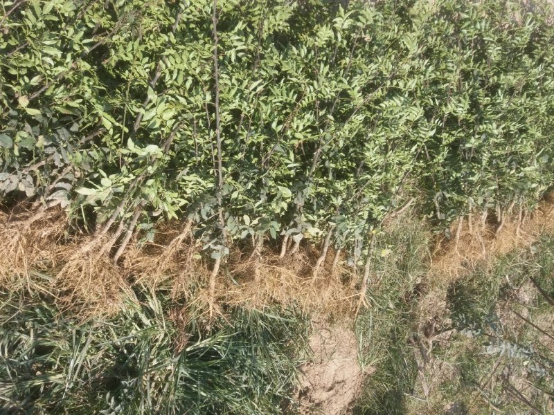 大红袍花椒树苗，规格齐全，河南货源，全国发货配送