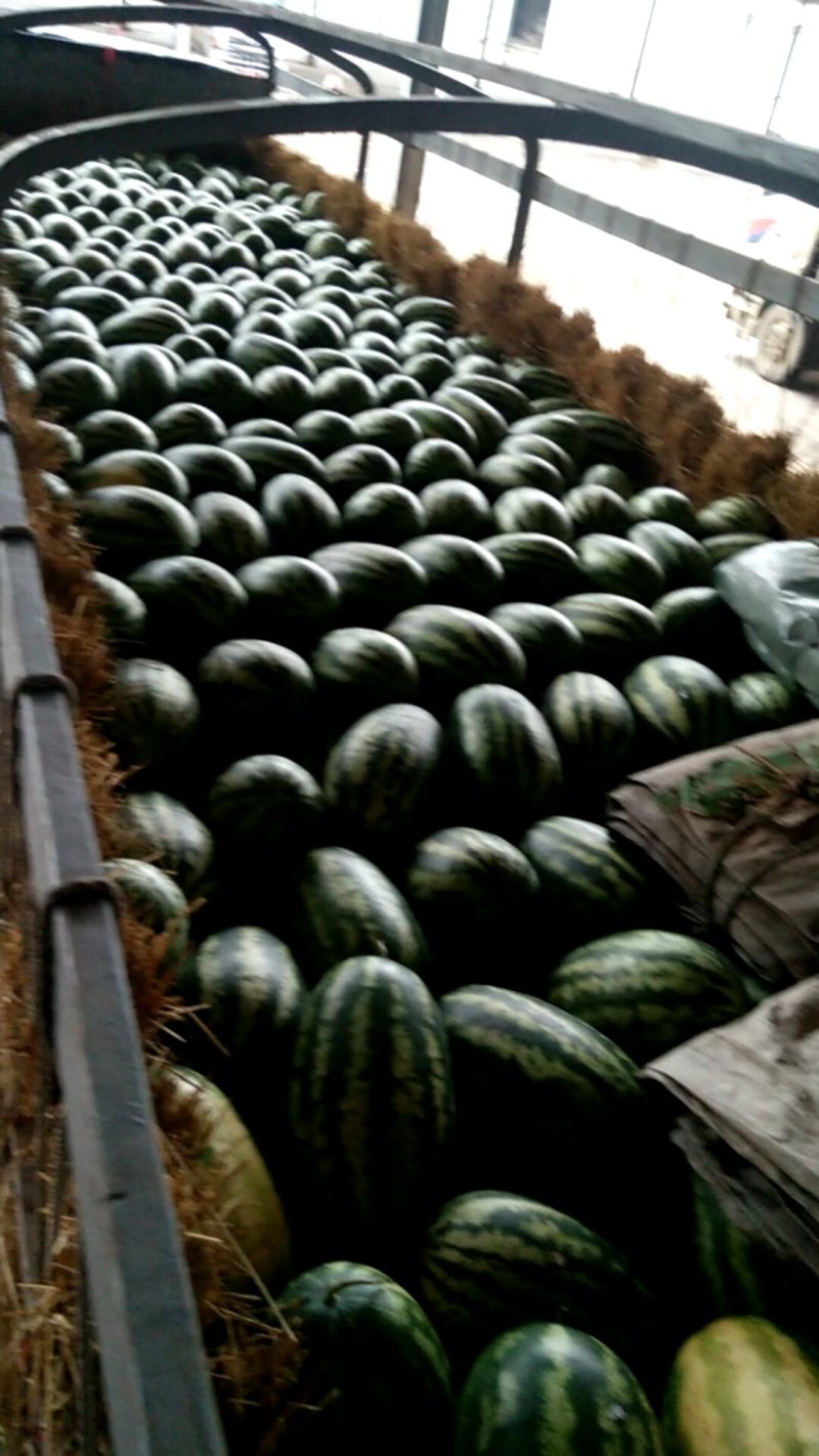 西瓜🍉，缅甸西瓜🍉，