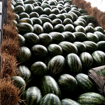 西瓜🍉，缅甸西瓜🍉，