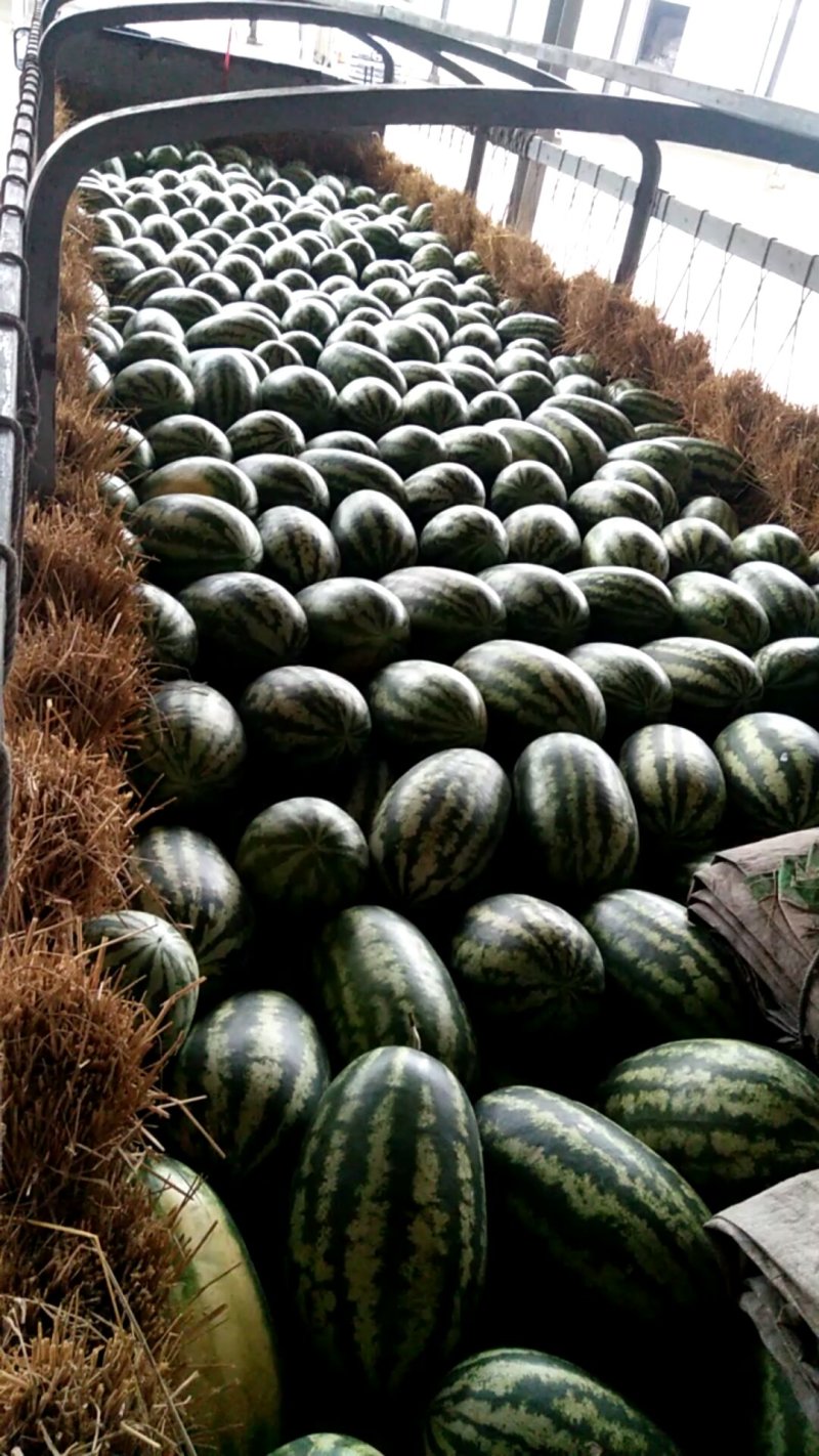 西瓜🍉，缅甸西瓜🍉，
