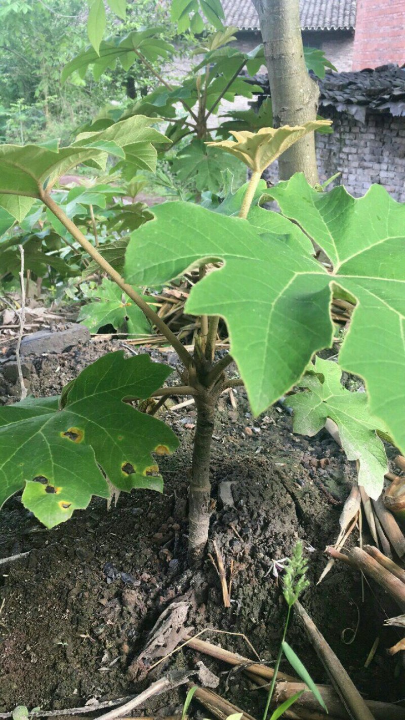 通草苗