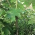 通草苗