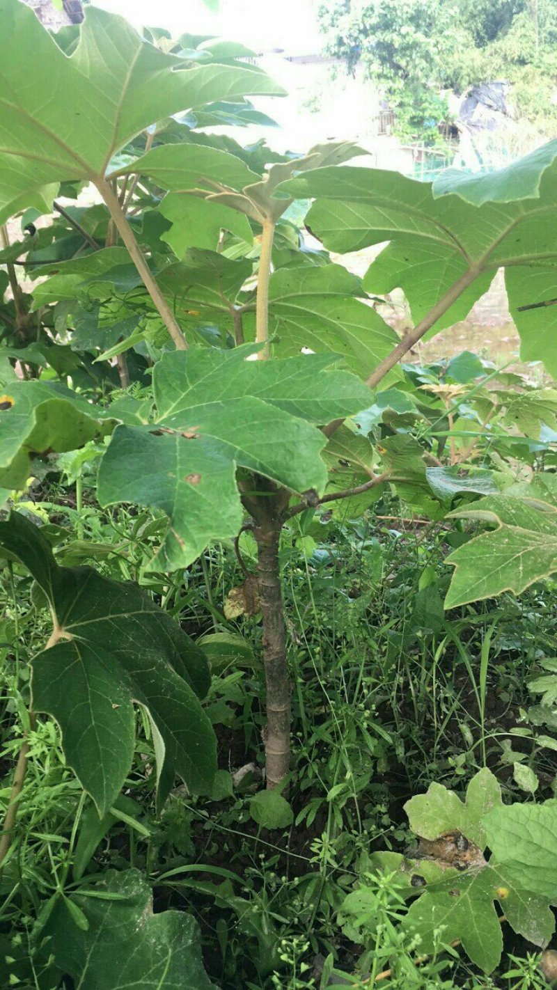 通草苗