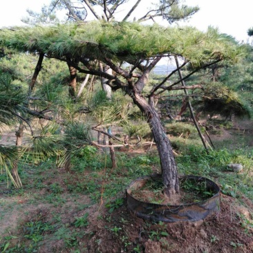 造型油松