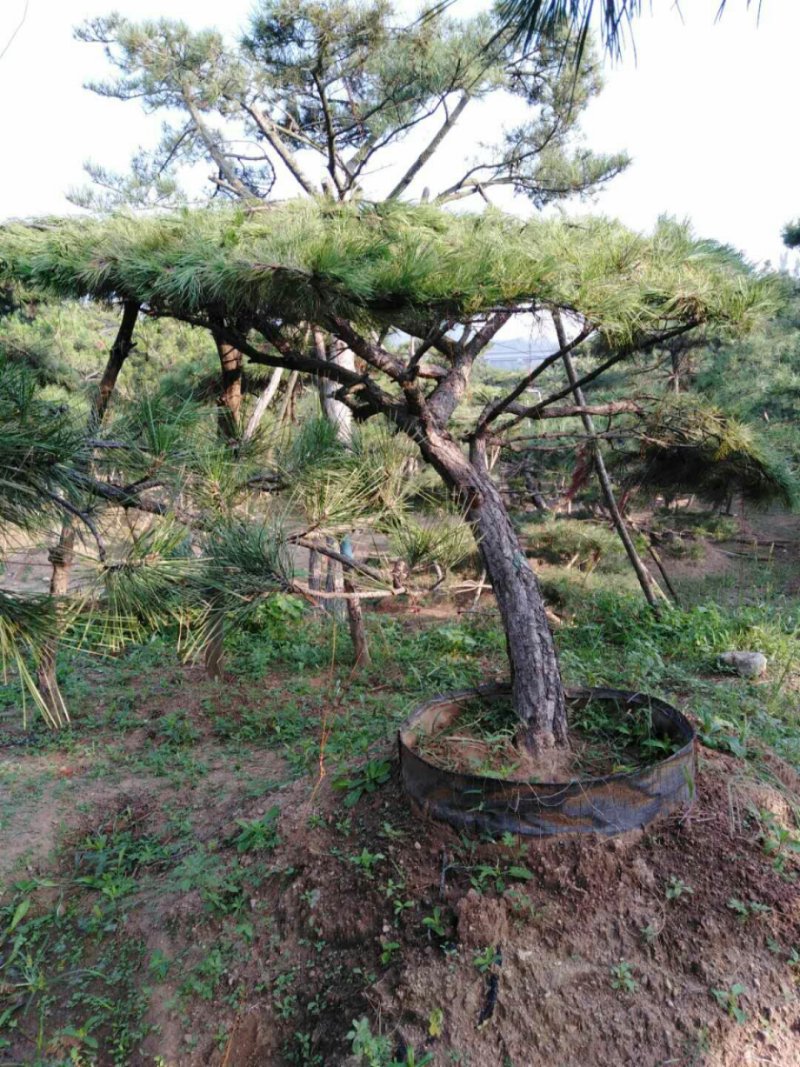 造型油松