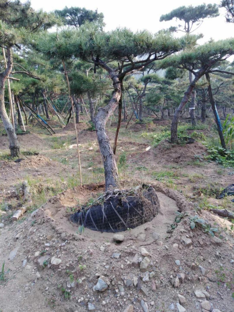 造型油松
