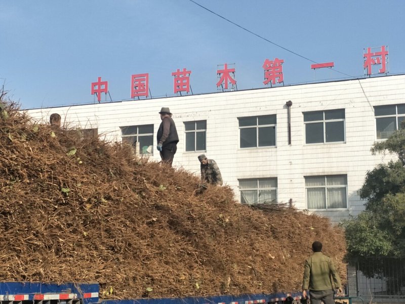 苹果苗、基地批发、品种齐全、量大价格低