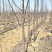 苹果苗、基地批发、品种齐全、量大价格低
