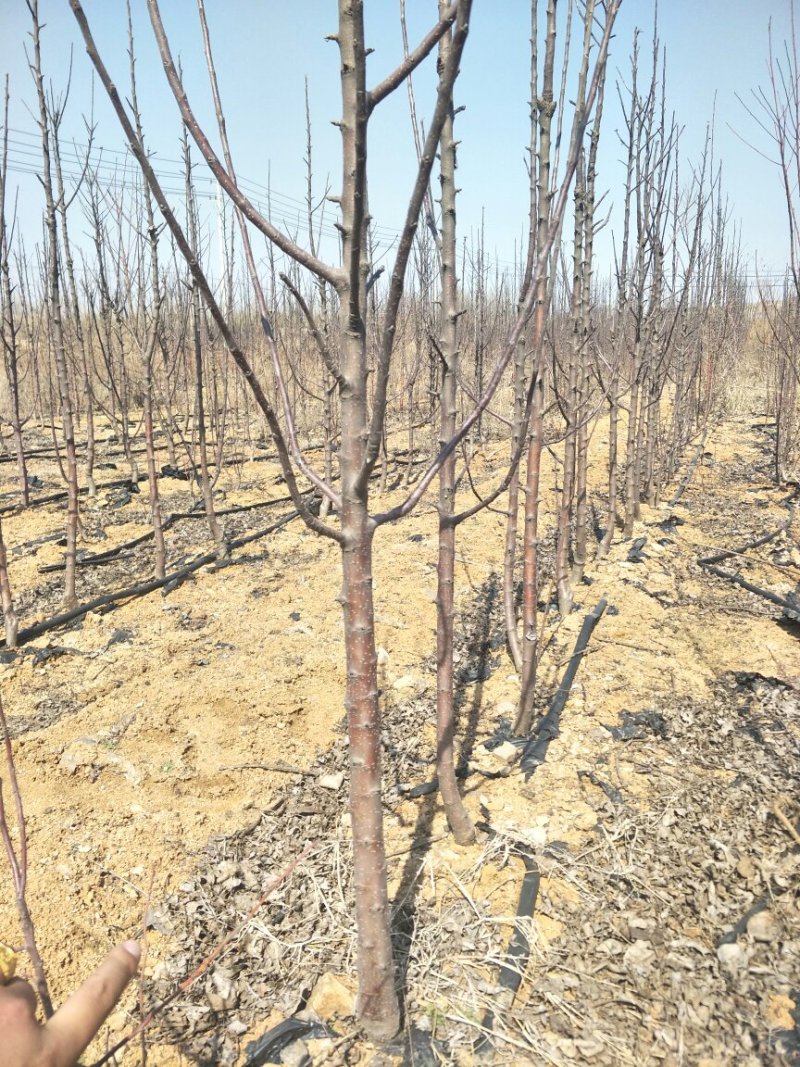 苹果苗、基地批发、品种齐全、量大价格低