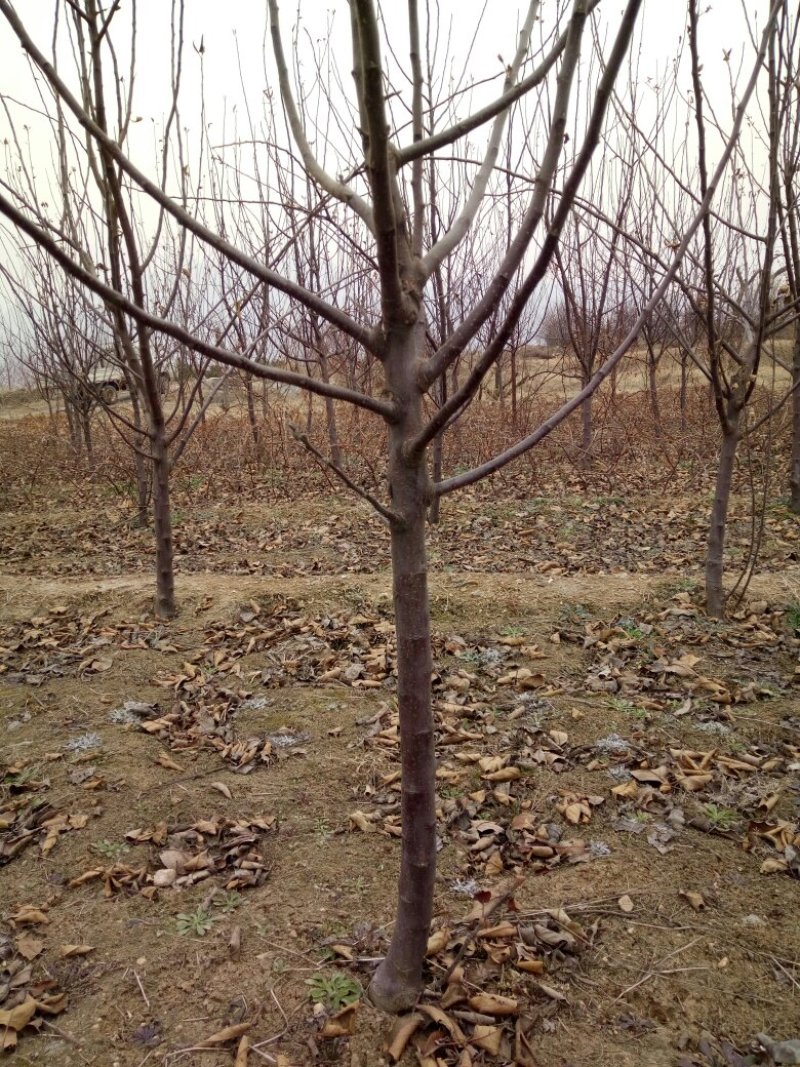 苹果苗、基地批发、品种齐全、量大价格低