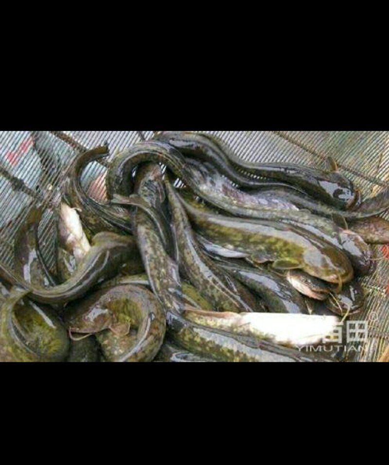 大量出售本地优质鲶鱼