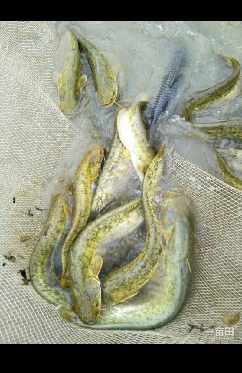 大量出售本地优质鲶鱼