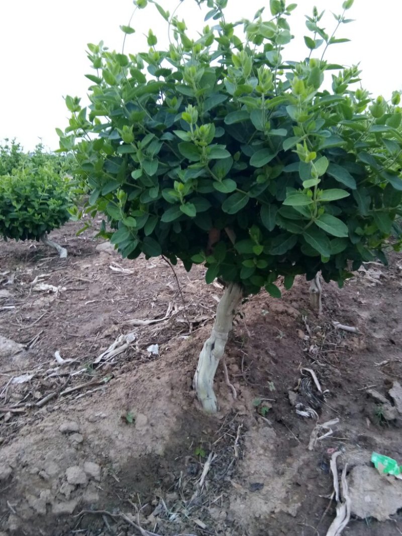 四季金银花苗，抗病强，免费提供技术，适应范围广。