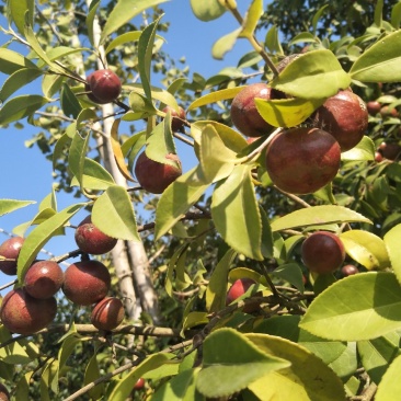 野生油茶果，出油率高，油质好