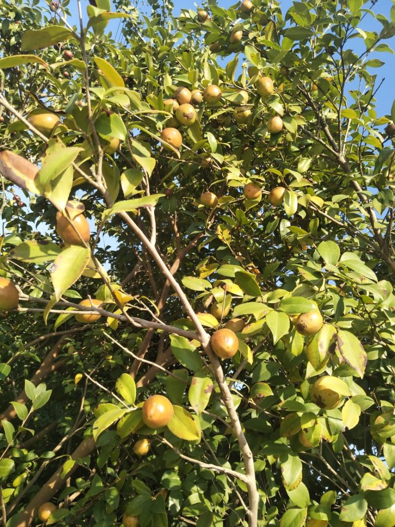 野生油茶果，出油率高，油质好
