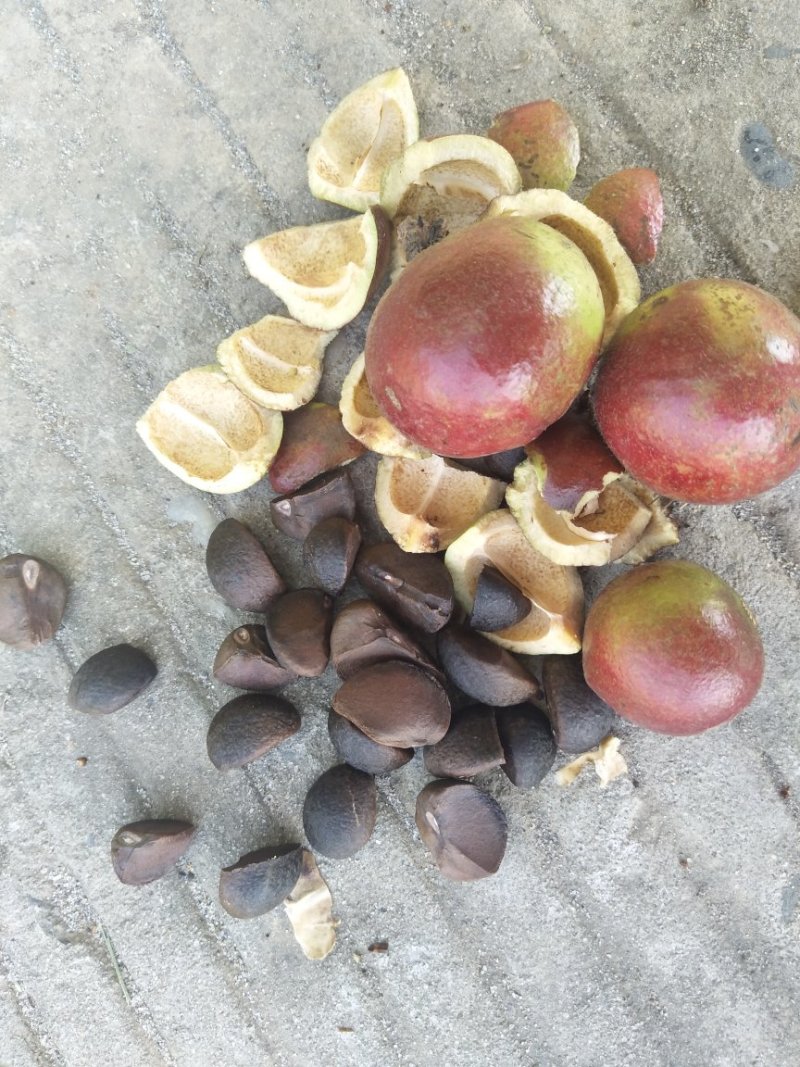 野生油茶果，出油率高，油质好
