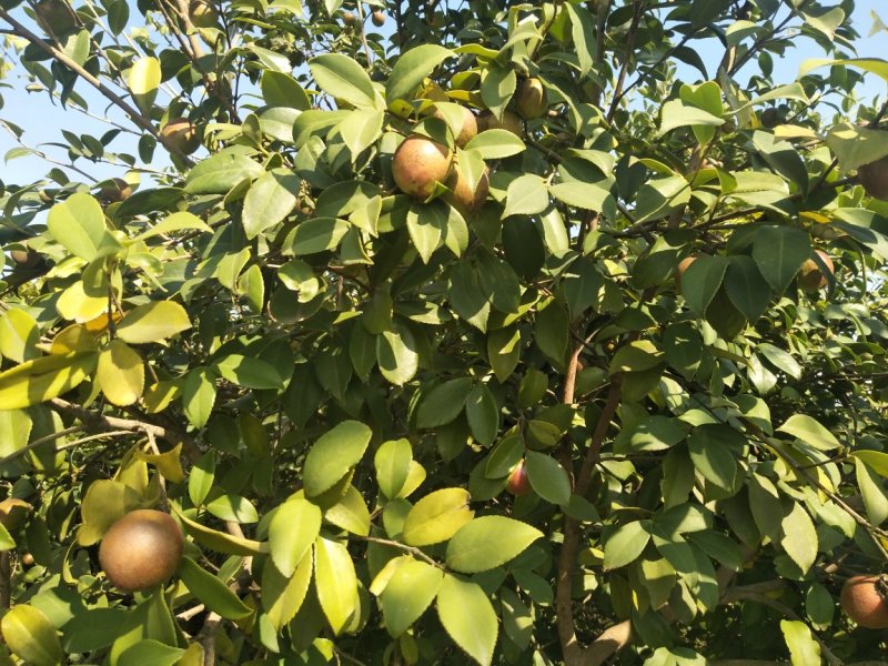 野生油茶果，出油率高，油质好