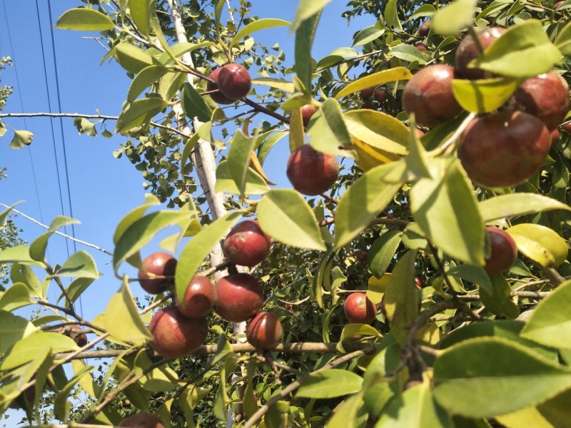 野生油茶果，出油率高，油质好