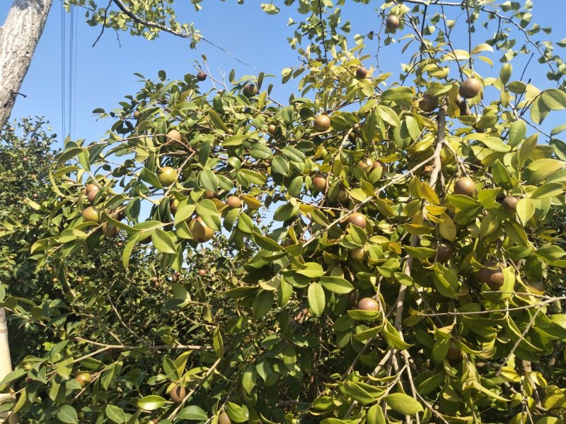 野生油茶果，出油率高，油质好