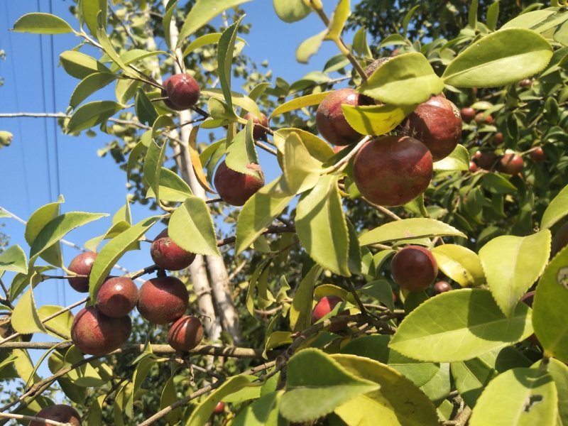 野生油茶果，出油率高，油质好