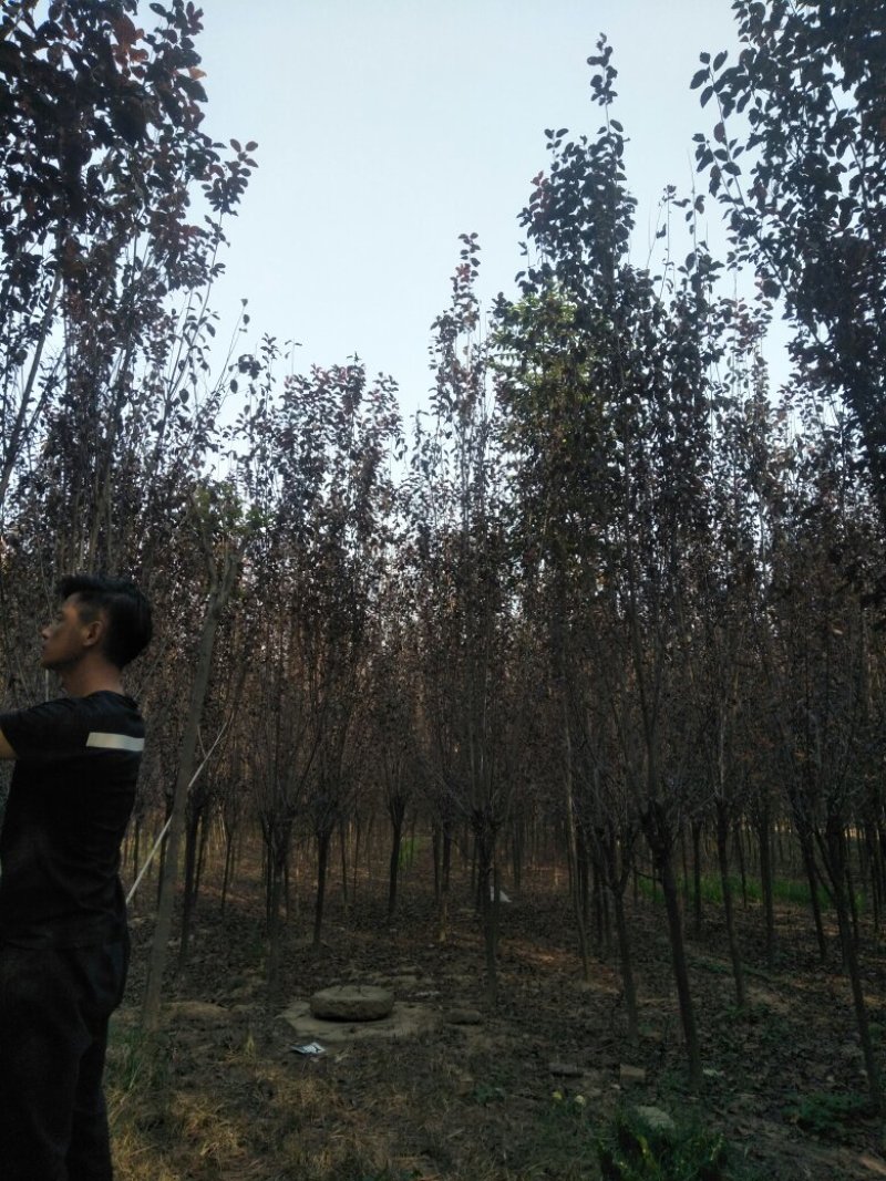 三公分红叶李