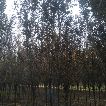 三公分红叶李