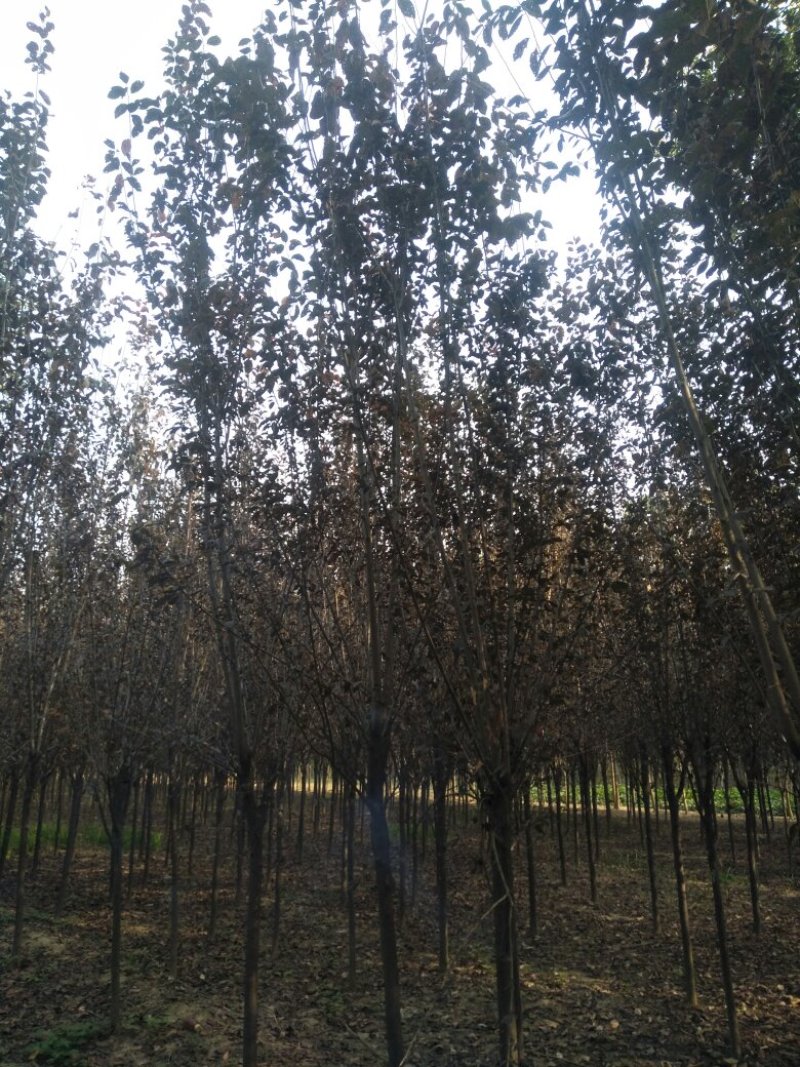 三公分红叶李